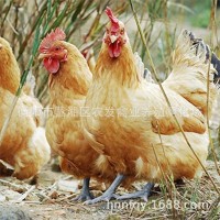 廠家散養(yǎng)土雞苗批發(fā) 青腳黃羽固始土雞母苗 青細腳高腿土雞苗價格